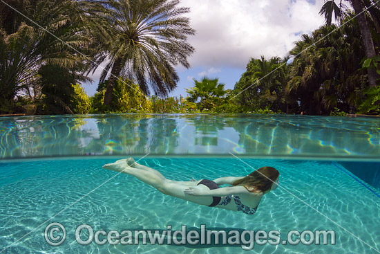 Gil swimming underwater in a resort pool on the island of Curacao, Netherland Antilles, Caribbean. Photo - David Fleetham Gil swimming underwater in a resort pool on the island of Curacao, Netherland Antilles, Caribbean. Photo - David Fleetham