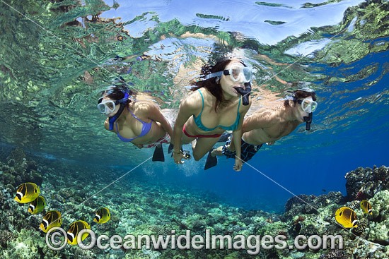 Snorkel divers exploring a tropical coral reef. Photo taken in Hawaii, USA. Photo - David Fleetham