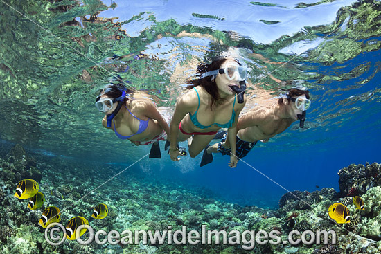 Snorkel divers exploring a tropical coral reef. Photo taken in Hawaii, USA. Photo - David Fleetham Snorkel divers exploring a tropical coral reef. Photo taken in Hawaii, USA. Photo - David Fleetham