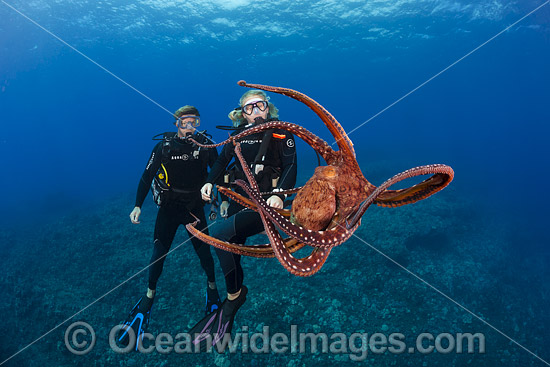 Divers with Day Octopus photo