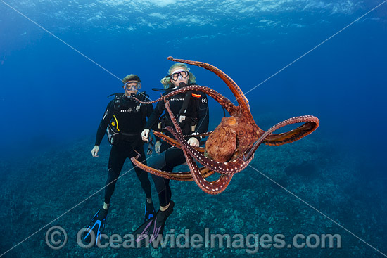 Scuba Divers with a Day Octopus (Octopus cyanea). Hawaii, USA. Photo - David Fleetham Scuba Divers with a Day Octopus (Octopus cyanea). Hawaii, USA. Photo - David Fleetham