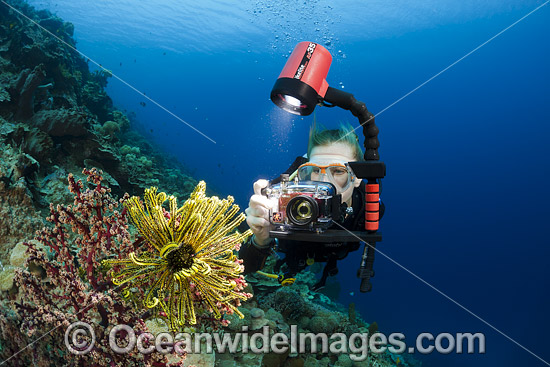 Diver photographing Feather star photo