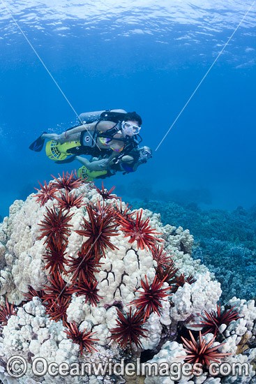 Divers with underwater scooters exploring a coral reef covered in Pencil Sea Urchins off Maui, Hawaii, USA. Photo - David Fleetham