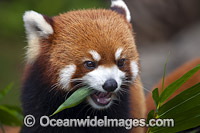 Red Panda Himalayas Photo - David Fleetham