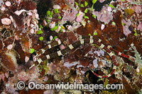 Brown-banded Pipefish Fiji Photo - David Fleetham