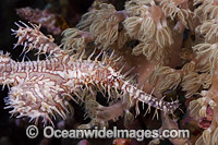 Harlequin Ghost Pipefish Photo - David Fleetham