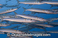 Heller's Barracuda Photo - David Fleetham