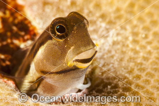 Combtooth Blenny in a hole photo Combtooth Blenny in a hole photo