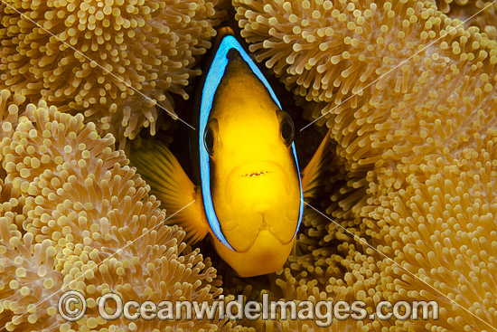 Orange-fin Anemonefish photo Orange-fin Anemonefish photo