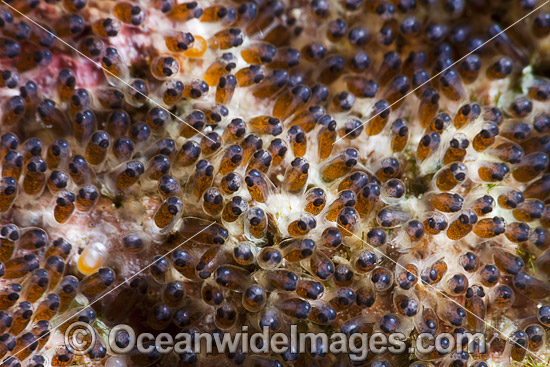 Clark's Anemonefish eggs photo Clark's Anemonefish eggs photo
