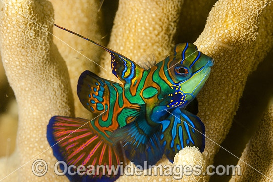 Mandarin-fish photo Mandarin-fish photo