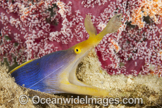 Blue Ribbon Eel photo Blue Ribbon Eel photo