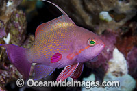 Orange Fairy Basslet Photo - David Fleetham