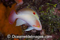 Pink Basslet Pseudanthias hypselosoma Photo - David Fleetham