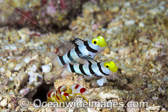 Yellownose Shrimp Gobies with shrimp photo Yellownose Shrimp Gobies with shrimp photo