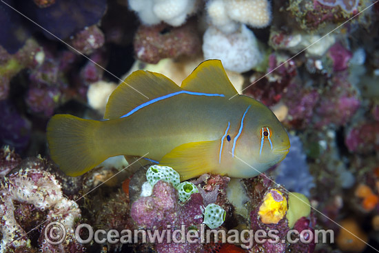 Citron Goby (Gobiodon citrinus). Also known as Citrin or Clown Goby. Photo was taken at the Fijian Islands. Photo - David Fleetham