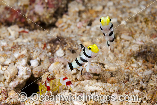 Yellownose Shrimp Gobies photo