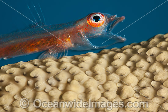 Whip Coral Goby photo