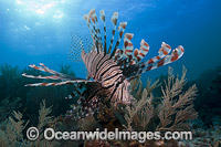 Lionfish Pterois volitans Photo - David Fleetham