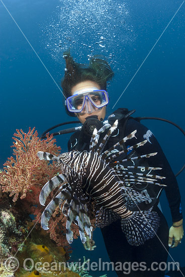 Diver observing a Lionfish (Pterois volitans). Also known as Firefish. Photo taken at Raja Ampat, Indonesia. Photo - David Fleetham