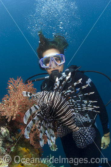 Diver observing a Lionfish (Pterois volitans). Also known as Firefish. Photo taken at Raja Ampat, Indonesia. Photo - David Fleetham Diver observing a Lionfish (Pterois volitans). Also known as Firefish. Photo taken at Raja Ampat, Indonesia. Photo - David Fleetham
