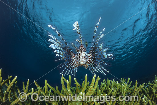 Lionfish and coral photo