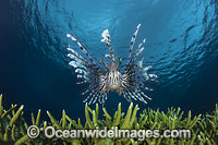 Lionfish and coral Photo - David Fleetham