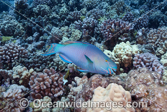 Ember Parrotfish photo Ember Parrotfish photo