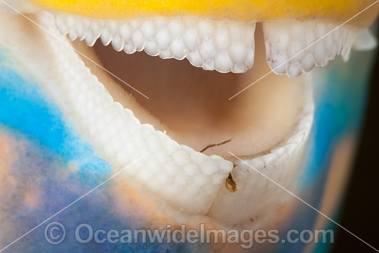Close detail of the dental plates of a Three-color Parrotfish (Scarus tricolor). Photo was taken at the Fijian Islands. Photo - David Fleetham