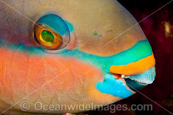 Black-veined Parrotfish photo