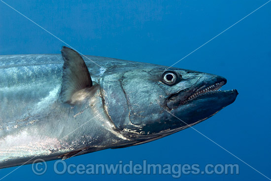 Dogtooth Tuna photo