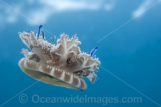 Upside-down Jellyfish (Cassiopea xamachana). Unlike other jellyfish that hunt for food, this jellyfish depends on unicellular algae, zooxanthellae, for nutrition. The jellyfish sits upside down so the algae absorbs sunlight. Photo taken at Florida, USA. Photo - David Fleetham Upside-down Jellyfish (Cassiopea xamachana). Unlike other jellyfish that hunt for food, this jellyfish depends on unicellular algae, zooxanthellae, for nutrition. The jellyfish sits upside down so the algae absorbs sunlight. Photo taken at Florida, USA. Photo - David Fleetham