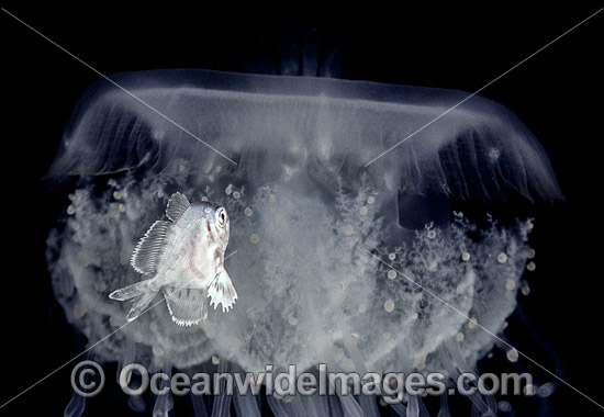 Medusa fish in Crowned Jellyfish photo