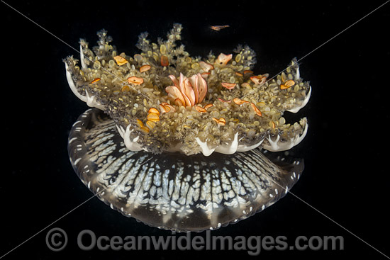 Upside-down Jellyfish Florida photo