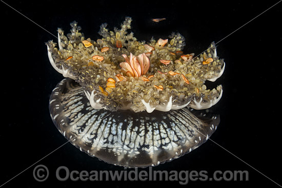 Upside-down Jellyfish (Cassiopea medusae). Unlike other jellyfish that hunt for food, this jellyfish depends on unicellular algae, zooxanthellae, for nutrition. The jellyfish sits upside down so the algae absorbs sunlight. Photo taken at Florida, USA. Photo - David Fleetham Upside-down Jellyfish (Cassiopea medusae). Unlike other jellyfish that hunt for food, this jellyfish depends on unicellular algae, zooxanthellae, for nutrition. The jellyfish sits upside down so the algae absorbs sunlight. Photo taken at Florida, USA. Photo - David Fleetham