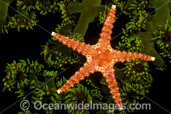 Spiny Sea Star (Gomophia egeria), on a colony of Green Tube Coral (Tubastrea micrantha). Photo taken at the Fijian Islands. Photo - David Fleetham Spiny Sea Star (Gomophia egeria), on a colony of Green Tube Coral (Tubastrea micrantha). Photo taken at the Fijian Islands. Photo - David Fleetham