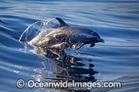 Pantropical Spotted Dolphin Photo - David Fleetham