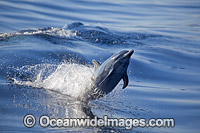 Pantropical Spotted Dolphin Photo - David Fleetham