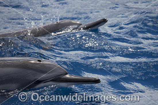 Spinner Dolphin (Stenella longirostris) breaching. Note cookie cutter shark bite on side. Also known as Long-snouted Spinner Dolphin. Found in tropical waters around the world. Photo taken Hawaii, USA Photo - David Fleetham Spinner Dolphin (Stenella longirostris) breaching. Note cookie cutter shark bite on side. Also known as Long-snouted Spinner Dolphin. Found in tropical waters around the world. Photo taken Hawaii, USA Photo - David Fleetham