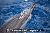 Spinner Dolphins Hawaii Photo - David Fleetham