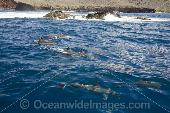 Spinner Dolphins Hawaii photo