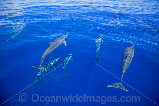 Spinner Dolphins Micronesia photo