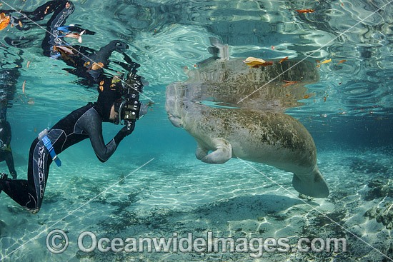 Diver and Florida Manatee photo