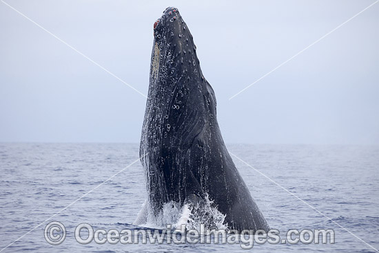 Humpback Whale (Megaptera novaeangliae) breaching on surface. Hawaii, USA. Found throughout the world's oceans in both tropical and polar areas, depending on the season. Classified as Vulnerable on the IUCN Red List. Photo - David Fleetham Humpback Whale (Megaptera novaeangliae) breaching on surface. Hawaii, USA. Found throughout the world's oceans in both tropical and polar areas, depending on the season. Classified as Vulnerable on the IUCN Red List. Photo - David Fleetham