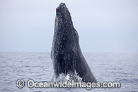 Humpback Whale breaching Photo - David Fleetham