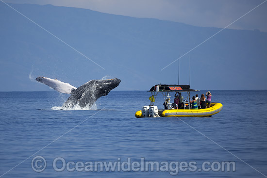 Humpback Whale Tourism photo