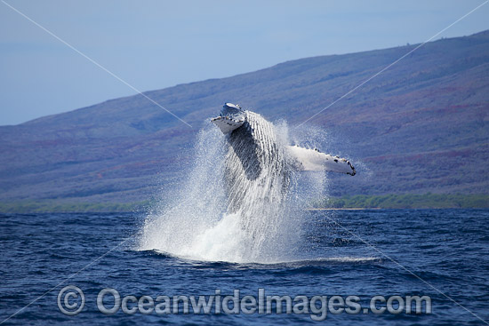 Humpback Whale Breaching photo