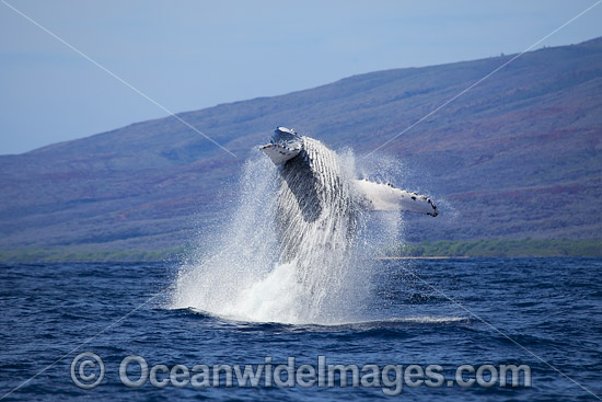 Humpback Whale (Megaptera novaeangliae) breaching on surface. Hawaii, USA. Found throughout the world's oceans in both tropical and polar areas, depending on the season. Classified as Vulnerable on the IUCN Red List. Photo - David Fleetham Humpback Whale (Megaptera novaeangliae) breaching on surface. Hawaii, USA. Found throughout the world's oceans in both tropical and polar areas, depending on the season. Classified as Vulnerable on the IUCN Red List. Photo - David Fleetham