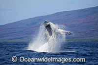 Humpback Whale Breaching Photo - David Fleetham