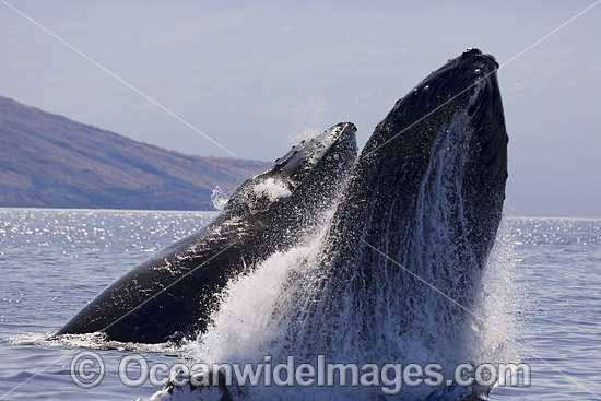 Humpback Whale (Megaptera novaeangliae) breaching on surface. Hawaii, USA. Found throughout the world's oceans in both tropical and polar areas, depending on the season. Classified as Vulnerable on the IUCN Red List. Photo - David Fleetham Humpback Whale (Megaptera novaeangliae) breaching on surface. Hawaii, USA. Found throughout the world's oceans in both tropical and polar areas, depending on the season. Classified as Vulnerable on the IUCN Red List. Photo - David Fleetham
